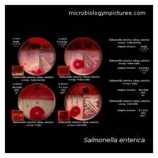 Salmonella enterica